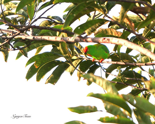 Image of Sulawesi Hanging-Parrot