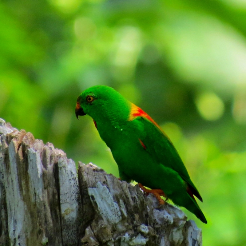 Image of Sula Hanging-Parrot