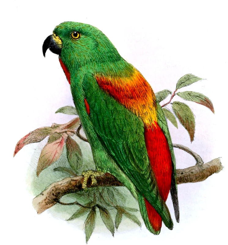 Image of Moluccan Hanging-Parrot