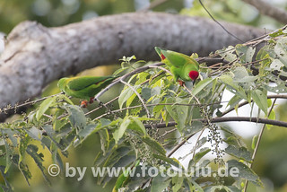 Image of Sangihe Hanging-Parrot
