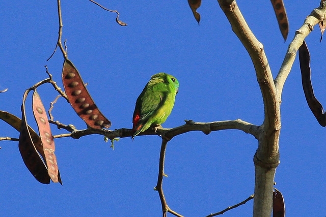 Image of Orange-fronted Hanging-Parrot
