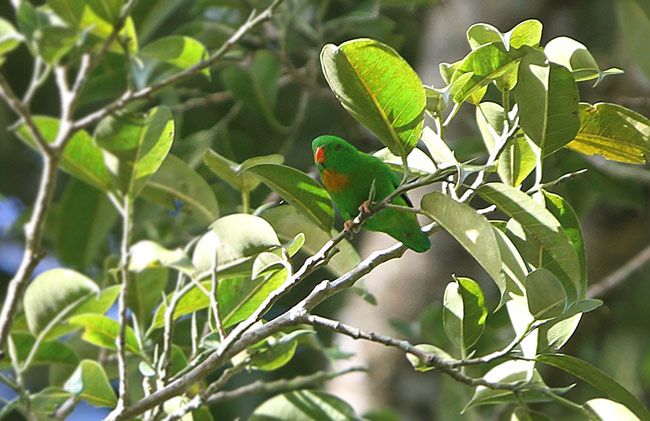 Image of Yellow-throated Hanging-Parrot