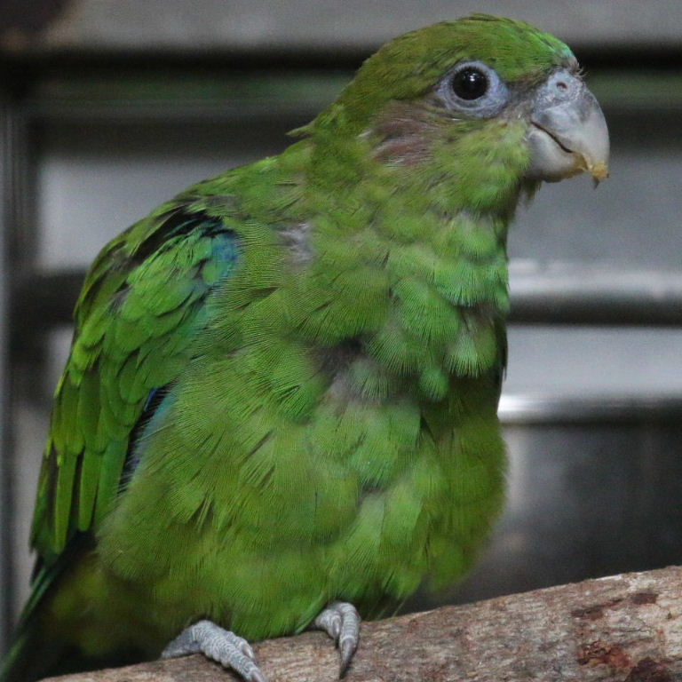 Image of Pileated Parrot