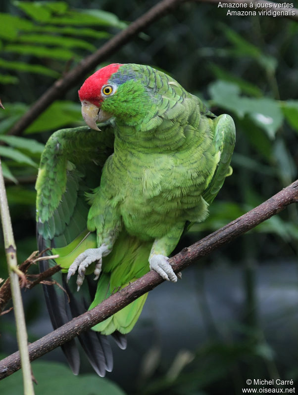 Image of Red-crowned Amazon