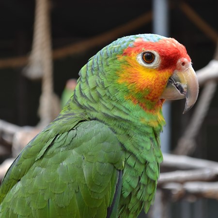 Image of Red-lored Amazon