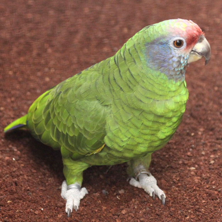 Image of Red-tailed Amazon