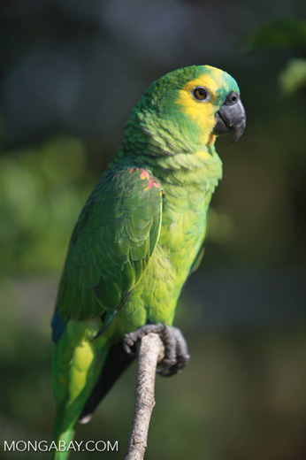 Image of Turquoise-fronted Amazon