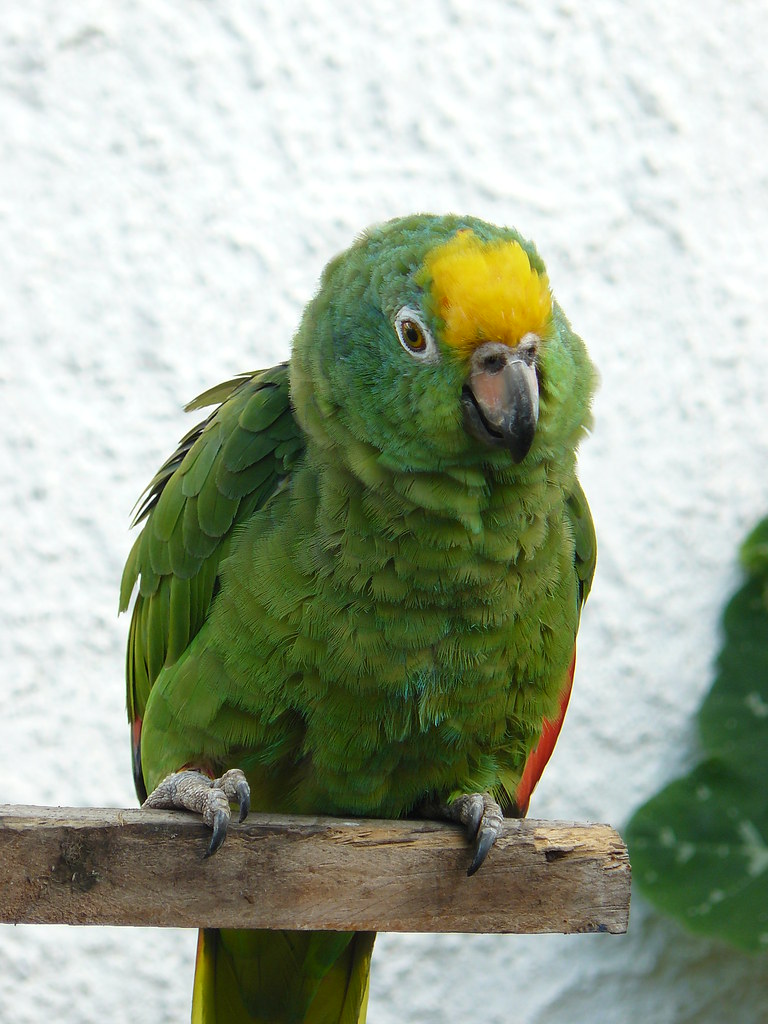 Image of Yellow-crowned Parrot