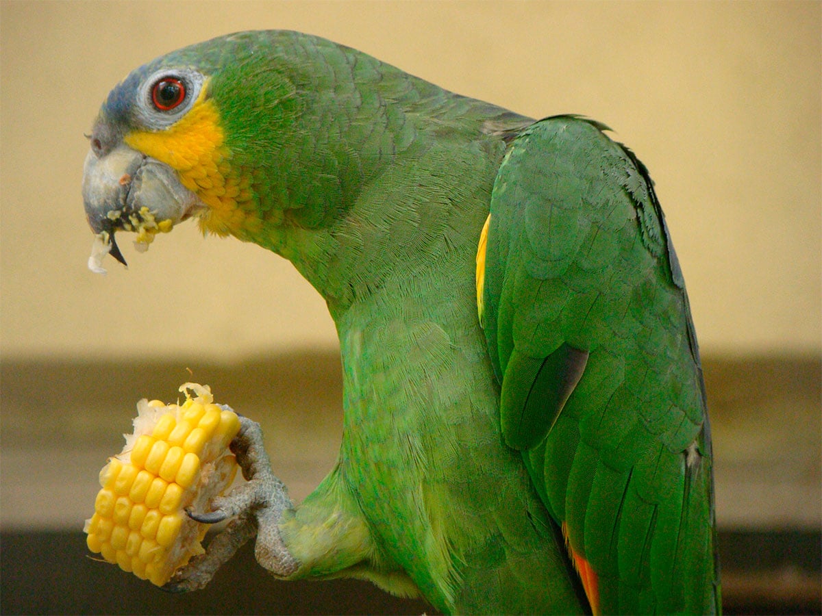 Image of Orange-winged Parrot