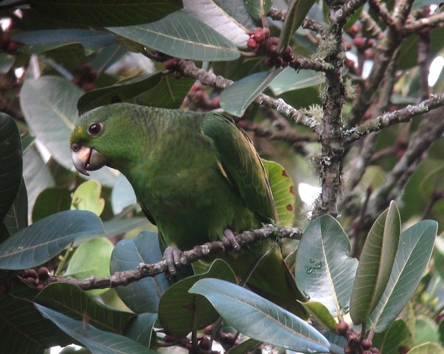 Image of Scaly-naped Parrot