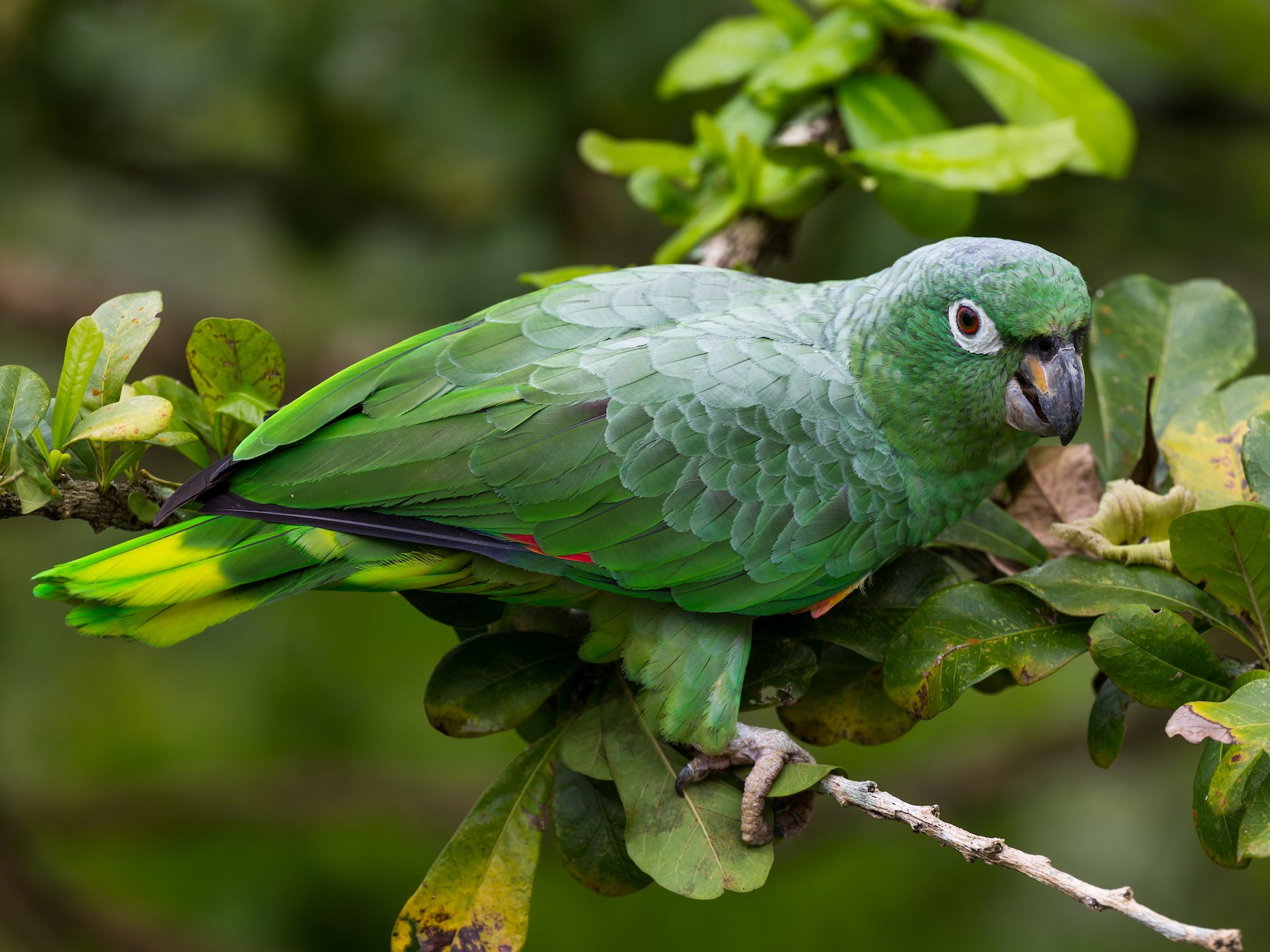 Image of Mealy Parrot