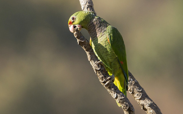 Image of Vinaceous Parrot