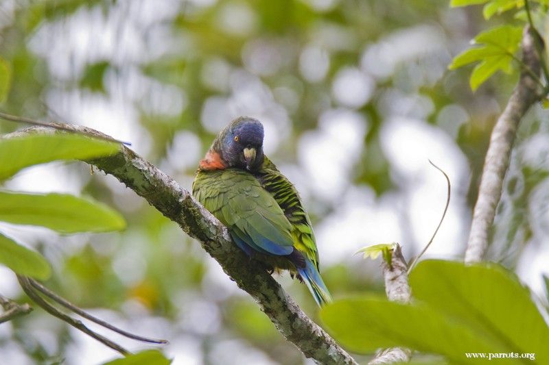 Image of St Lucia Amazon