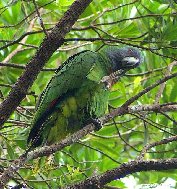 Image of Red-necked Amazon