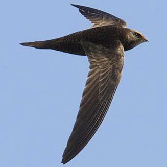 Image of Black Swift