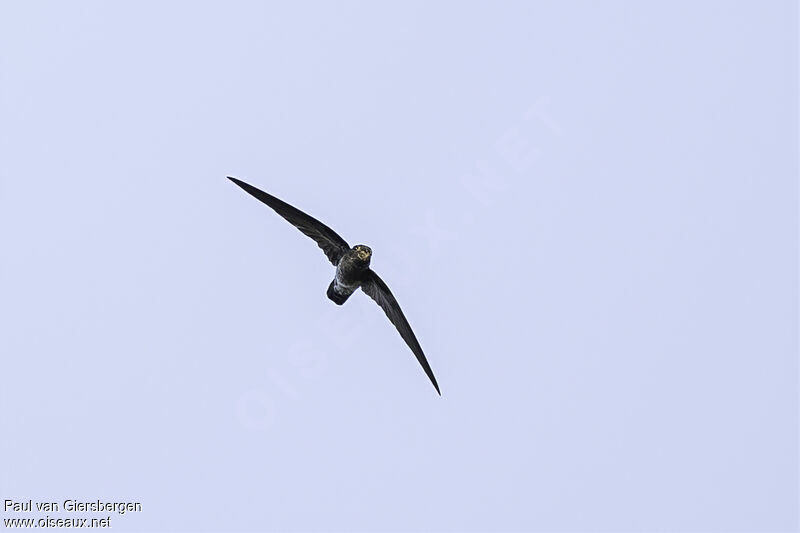 Image of Grey-rumped Swiftlet