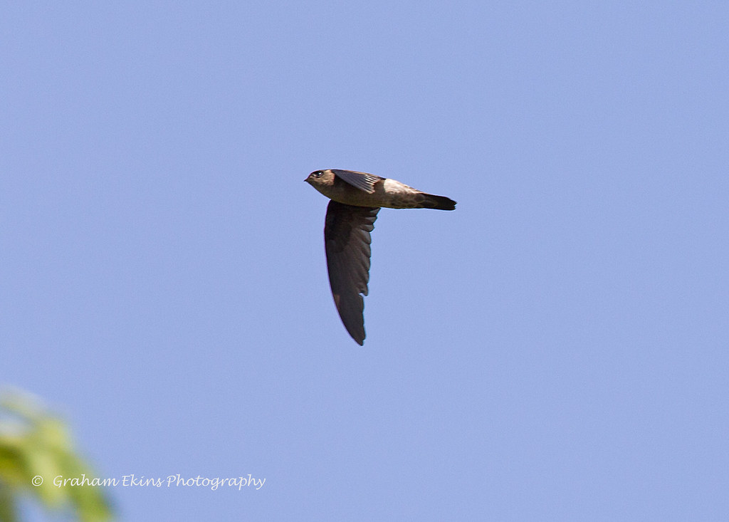Image of Moluccan Swiftlet