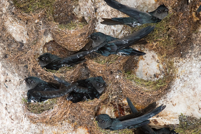 Image of Mossy-nest Swiftlet