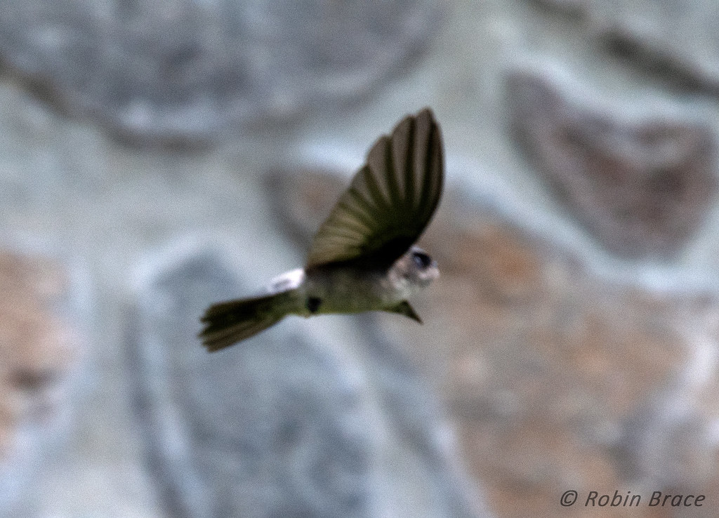 Image of Marquesan Swiftlet