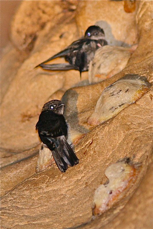 Image of Edible-nest Swiftlet