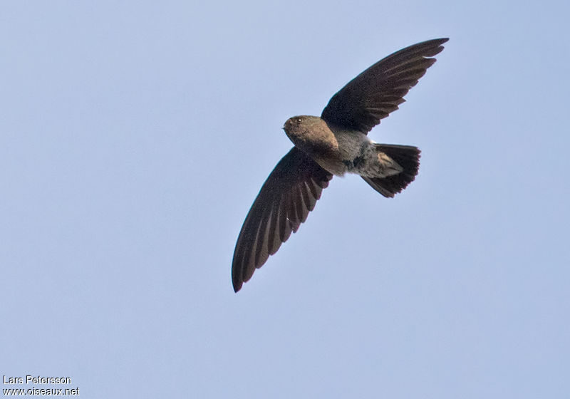 Image of Schouteden's Swift