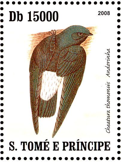 Image of Sao Tome Spinetail