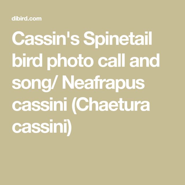 Image of Cassin's Spinetail