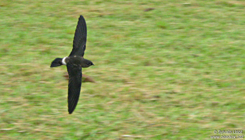 Image of Band-rumped Swift