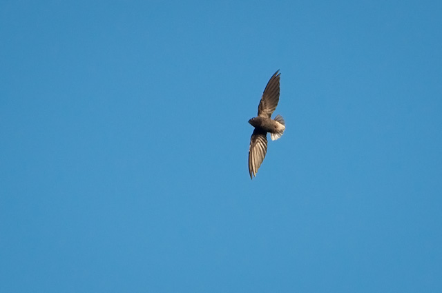Image of Short-tailed Swift