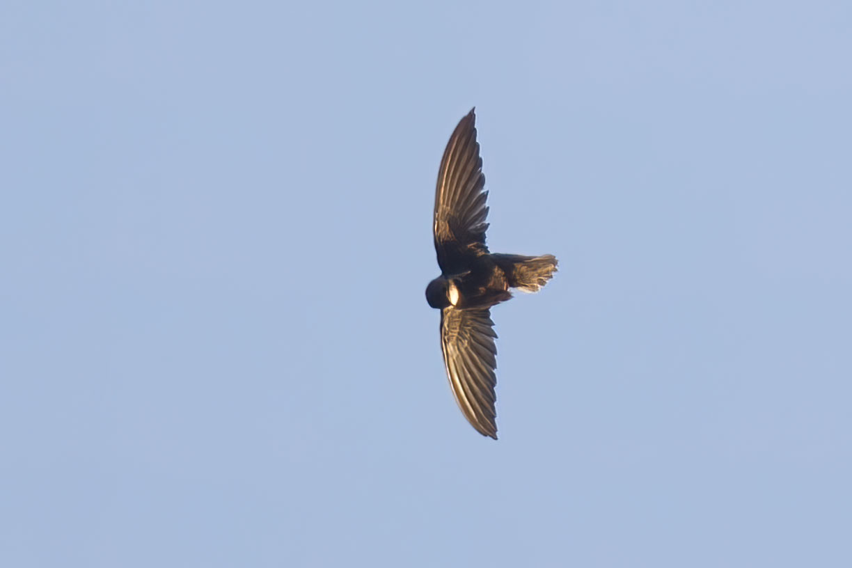 Image of Ashy-tailed Swift