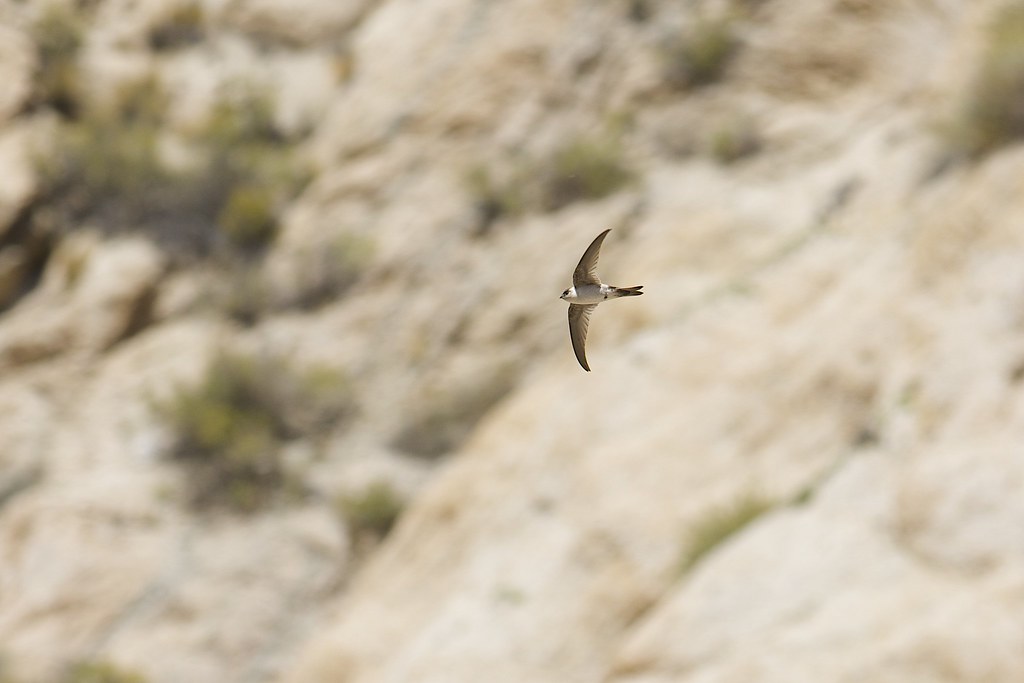 Image of Andean Swift