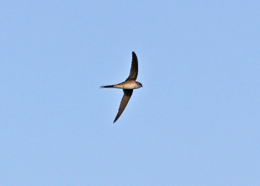 Image of Fork-tailed Palm-swift