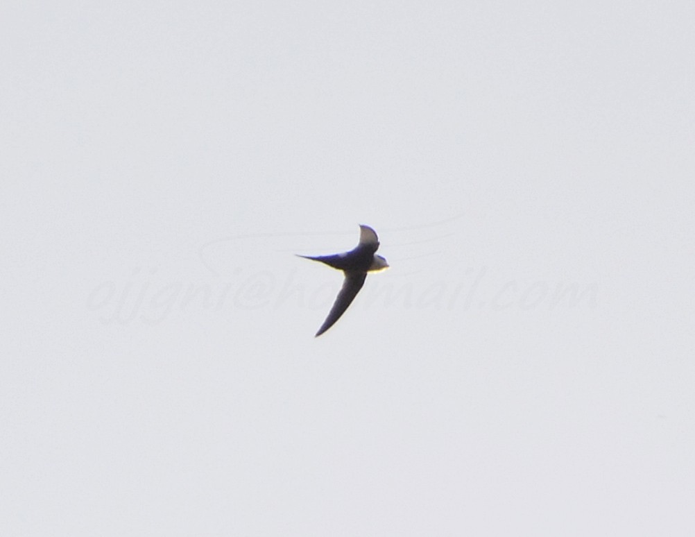 Image of Great Swallow-tailed Swift