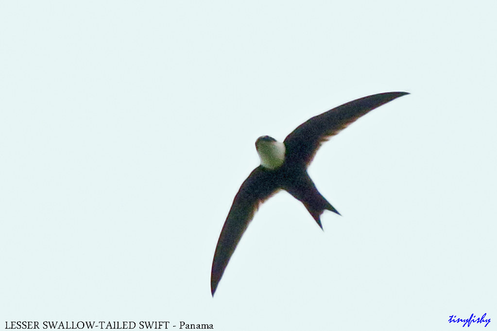 Image of Lesser Swallow-tailed Swift