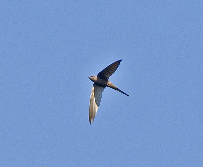 Image of African Palm-Swift