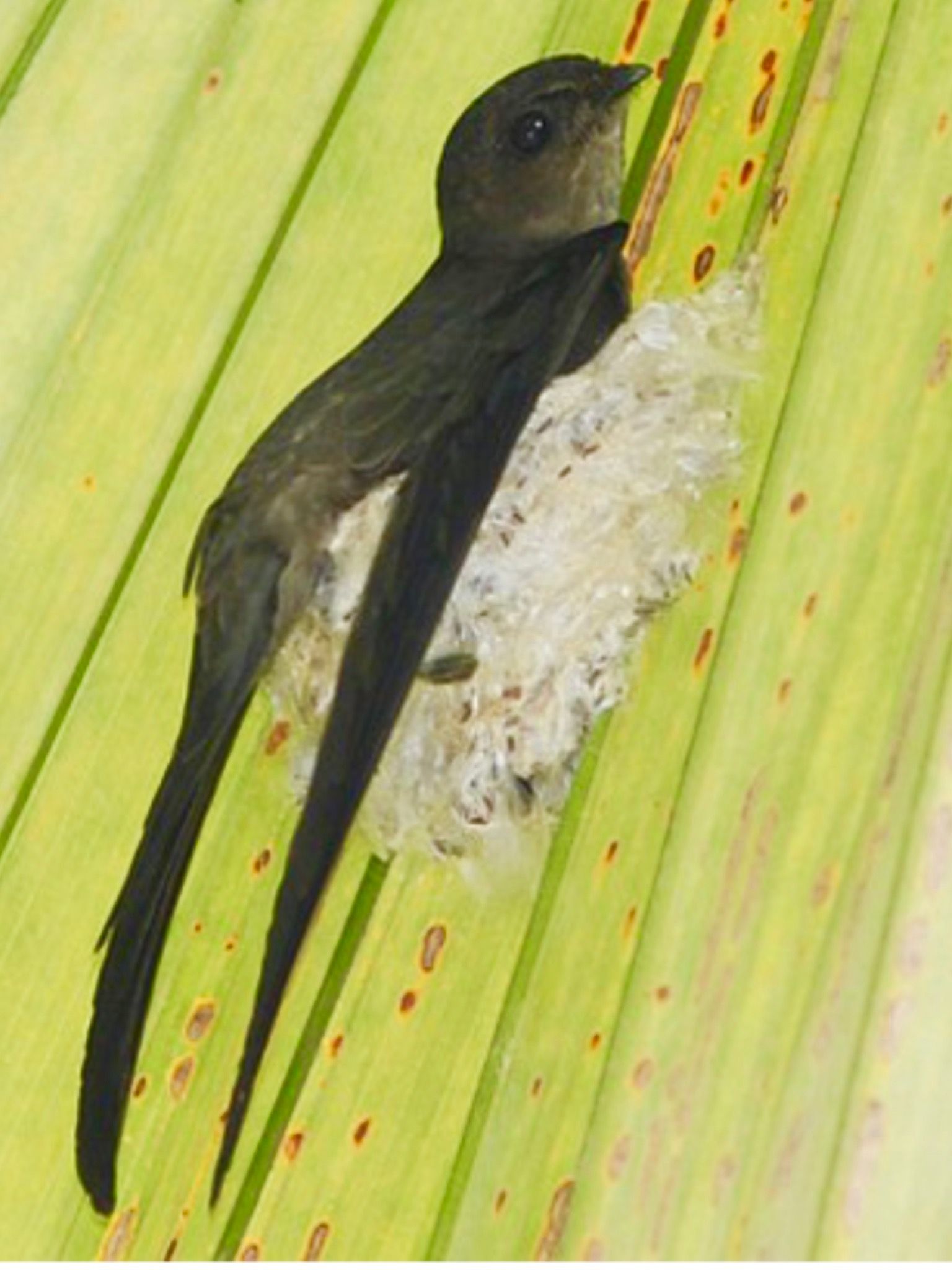 Image of Asian Palm-swift