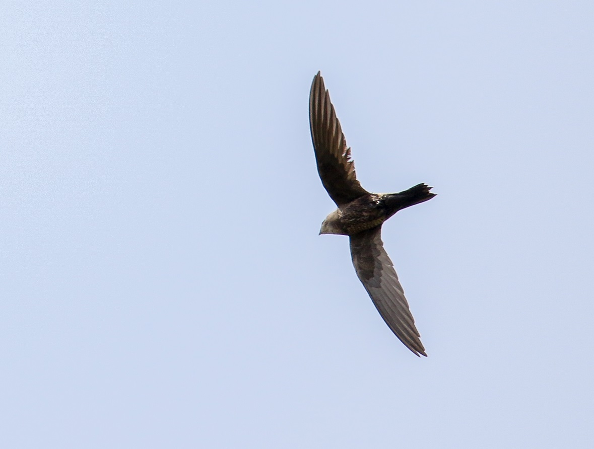 Image of Mottled Swift
