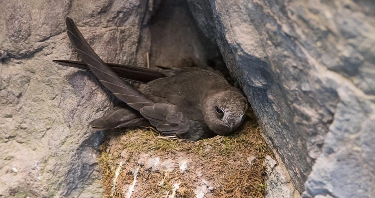 Image of African Swift