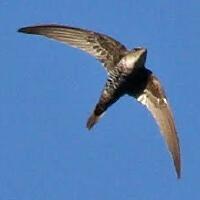 Image of Fork-tailed Swift