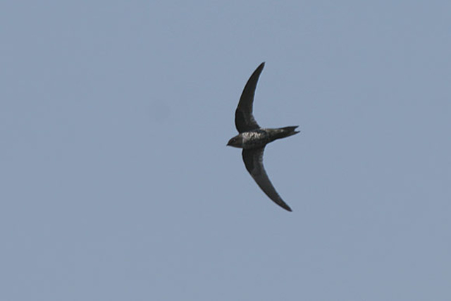 Image of Dark-rumped Swift