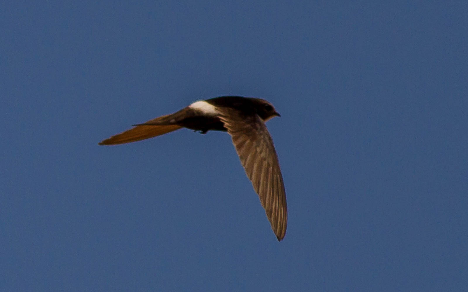 Image of White-rumped Swift
