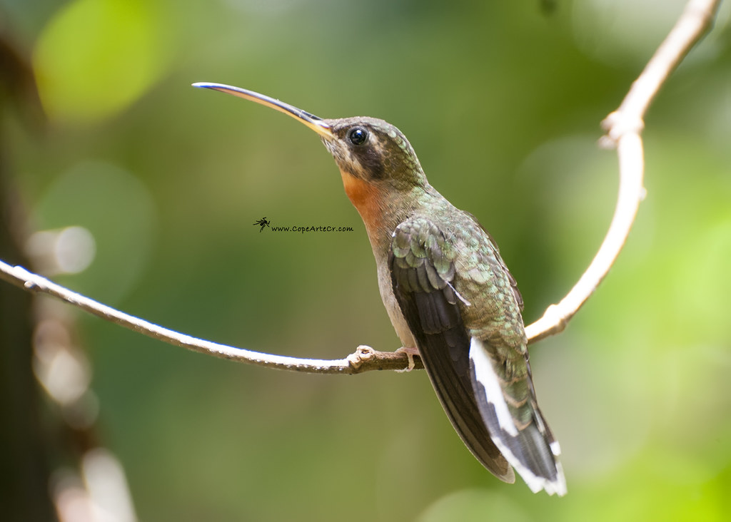 Image of Band-tailed Barbthroat