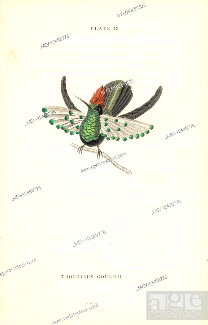 Image of Dot-eared Coquette