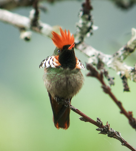 Image of Frilled Coquette