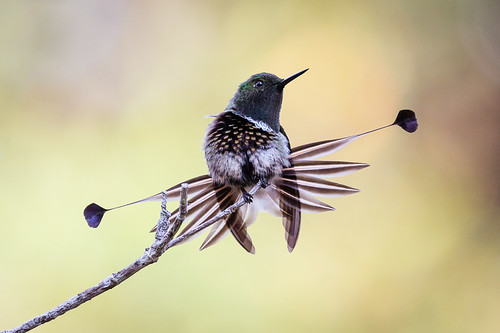 Image of Racket-tailed Coquette