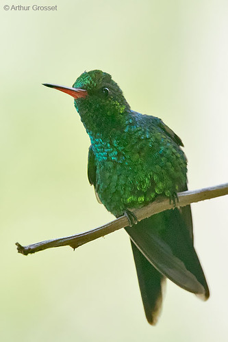 Image of Canivet's Emerald
