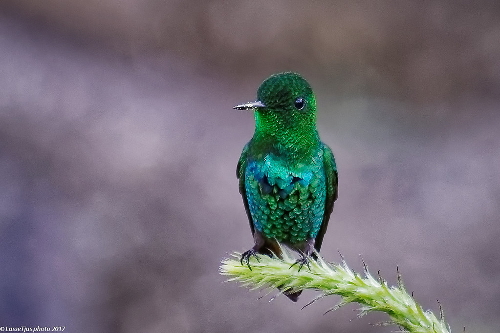 Image of Garden Emerald