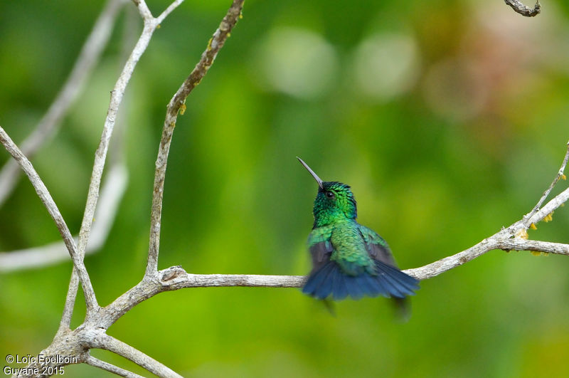 Image of Blue-tailed Emerald