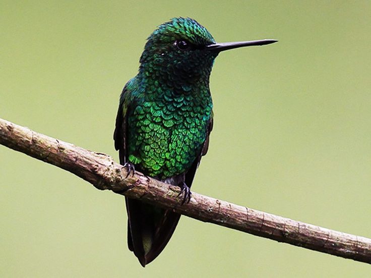 Image of Short-tailed Emerald