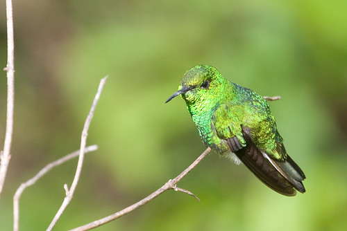 Image of White-tailed Emerald
